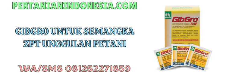 gibgro,untuk,semangka,gibgro 20 t,gibgro 10 sp,pertanian indonesia